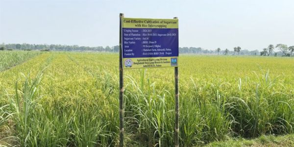 আখের সঙ্গে ধানচাষ, বদলে যাবে কৃষি অর্থনীতি